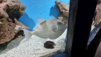 Grauer Dr&uuml;ckerfisch (Balistes capriscus)